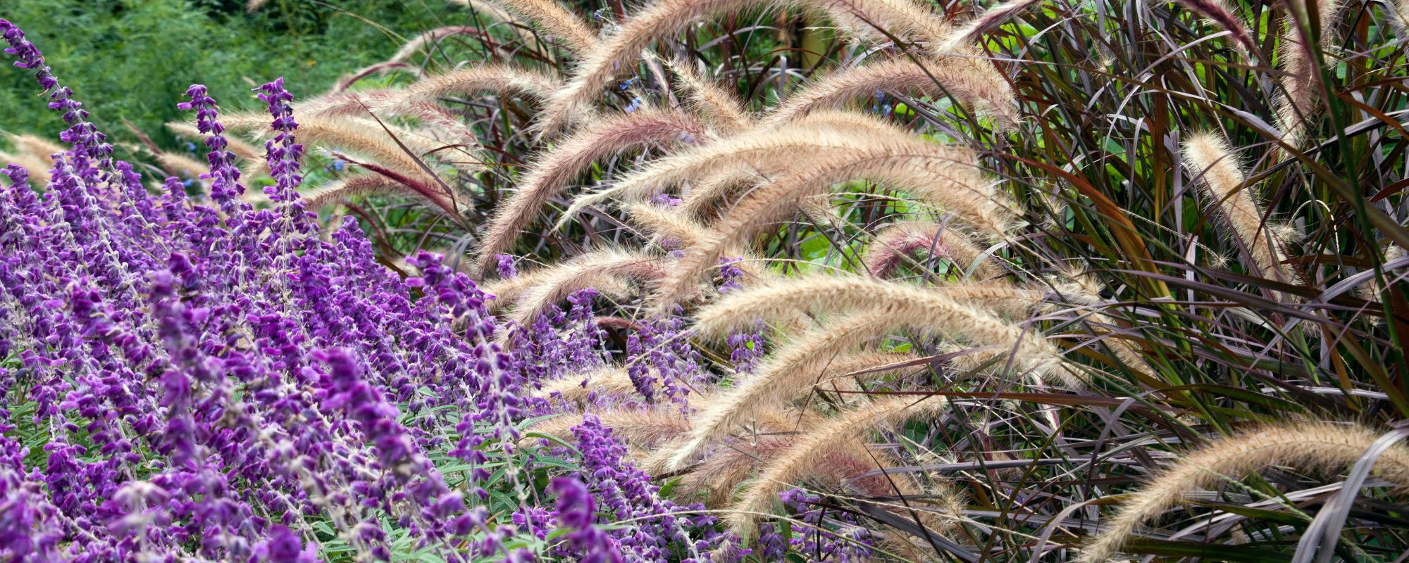 calluna design